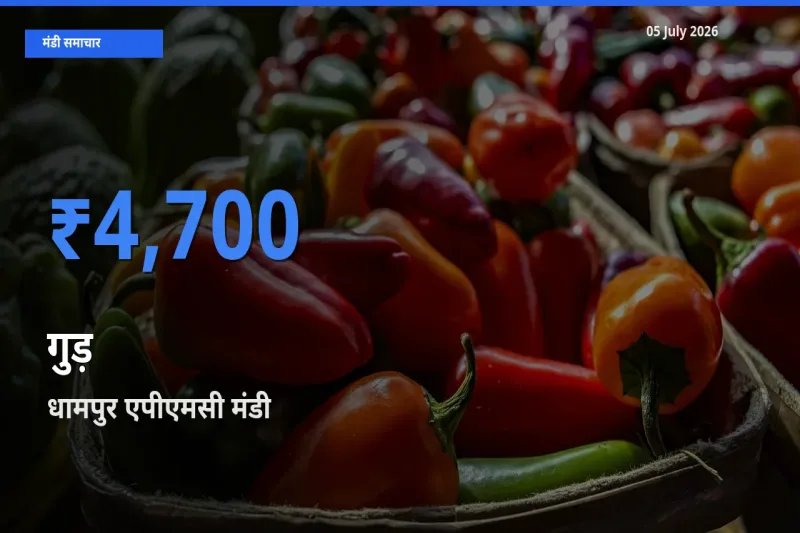 धामपुर एपीएमसी में गुड़ का आज सबसे ऊँचा भाव