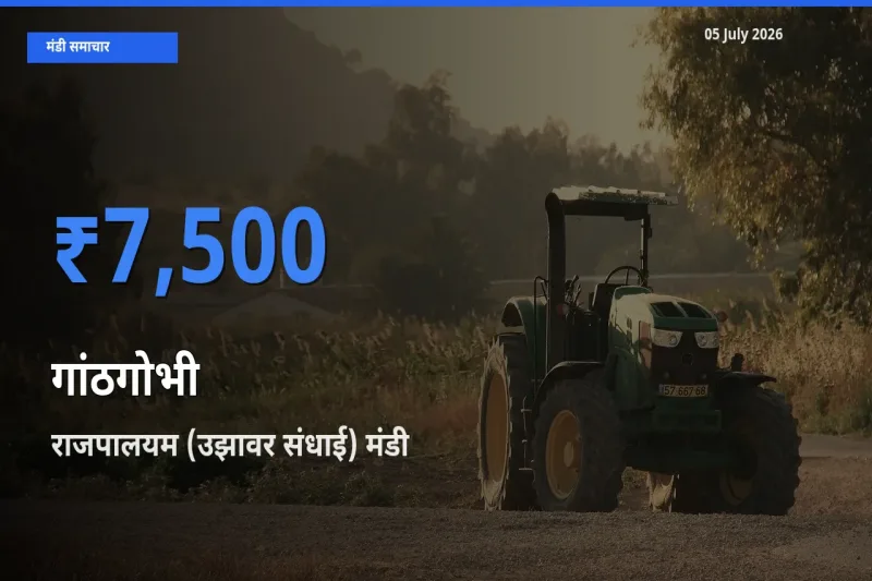 राजपालयम (उझावर संधाई) मंडी में गांठगोभी ₹7,500 पर पहुँचा – आज का सर्वोच्च भाव