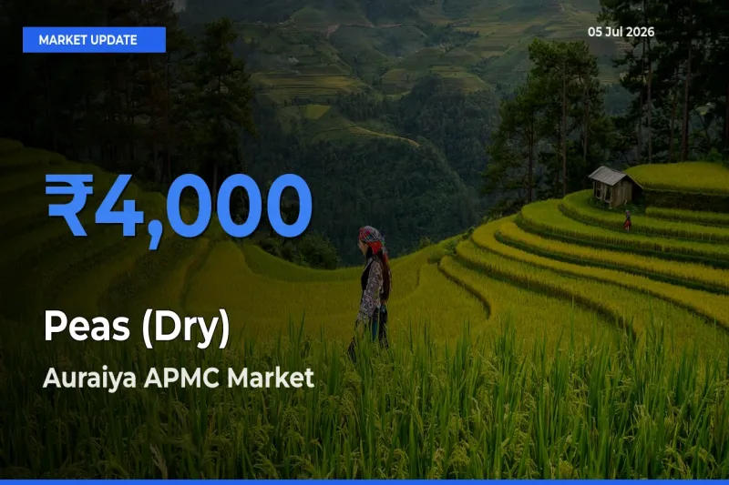 Market Watch: Auraiya APMC Becomes Top Mandi for Peas (Dry)