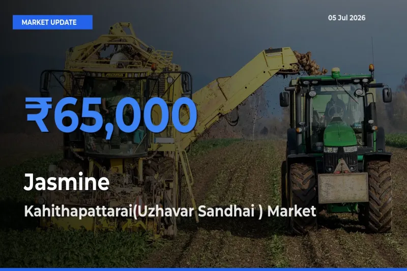 Jasmine Mandi Rate Today: Kahithapattarai(Uzhavar Sandhai ) Tops the List