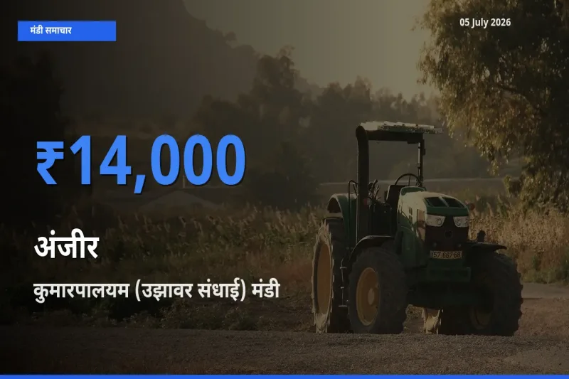 आज अंजीर के सबसे ऊँचे दाम ₹14,000 कुमारपालयम (उझावर संधाई) मंडी में