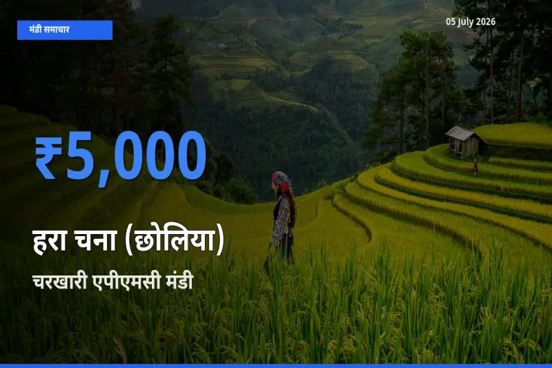 किसानों की पसंद बना चरखारी एपीएमसी, हरा चना (छोलिया) के सबसे अच्छे दाम