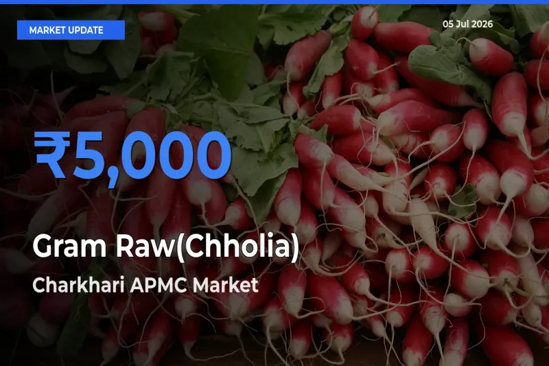 Charkhari APMC Leads as Top Mandi for Gram Raw(Chholia) Prices