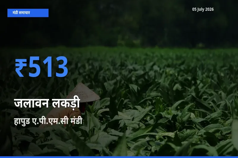 हापुड ए.पी.एम.सी मंडी में जलावन लकड़ी ₹513 पर पहुँचा – आज का सर्वोच्च भाव