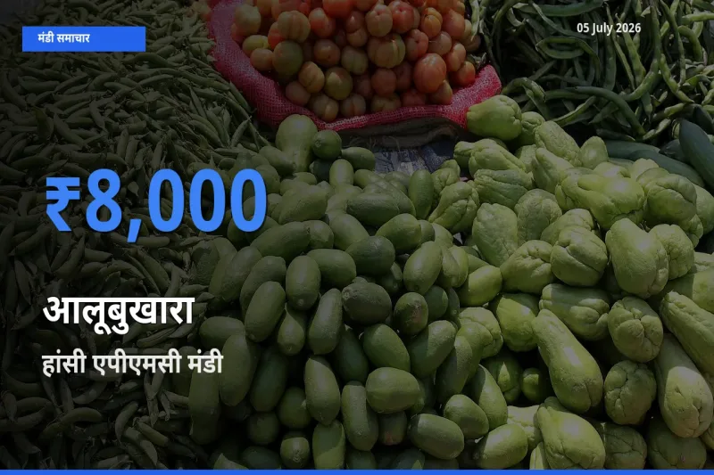 हांसी एपीएमसी मंडी में आलूबुखारा ₹8,000 पर पहुँचा – आज का सर्वोच्च भाव