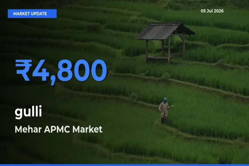 Market Watch: Mehar APMC Becomes Top Mandi for gulli