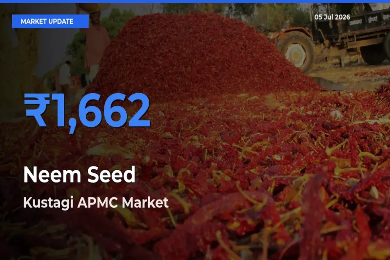 Farmers Prefer Kustagi APMC as Neem Seed Hits Highest Rate