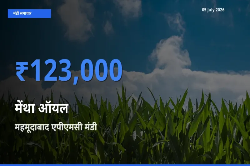 05 July अपडेट: मेंथा ऑयल के सबसे ऊँचे दाम महमूदाबाद एपीएमसी मंडी में