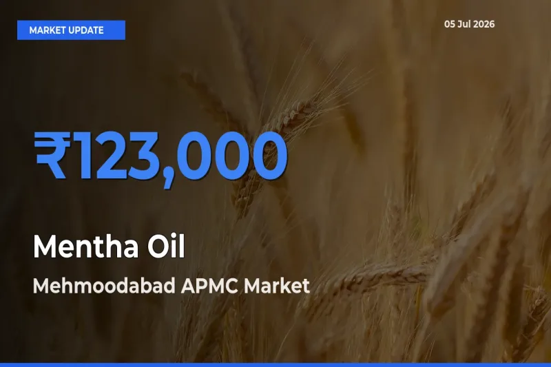 Mehmoodabad APMC Leads as Top Mandi for Mentha Oil Prices
