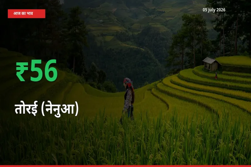 स्थानीय मंडी में तोरई (नेनुआ) के दाम अचानक 56.49% उछले, किसान सतर्क