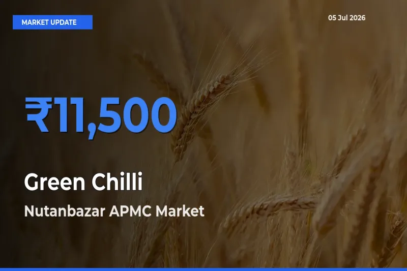 Farmers Prefer Nutanbazar APMC as Green Chilli Hits Highest Rate