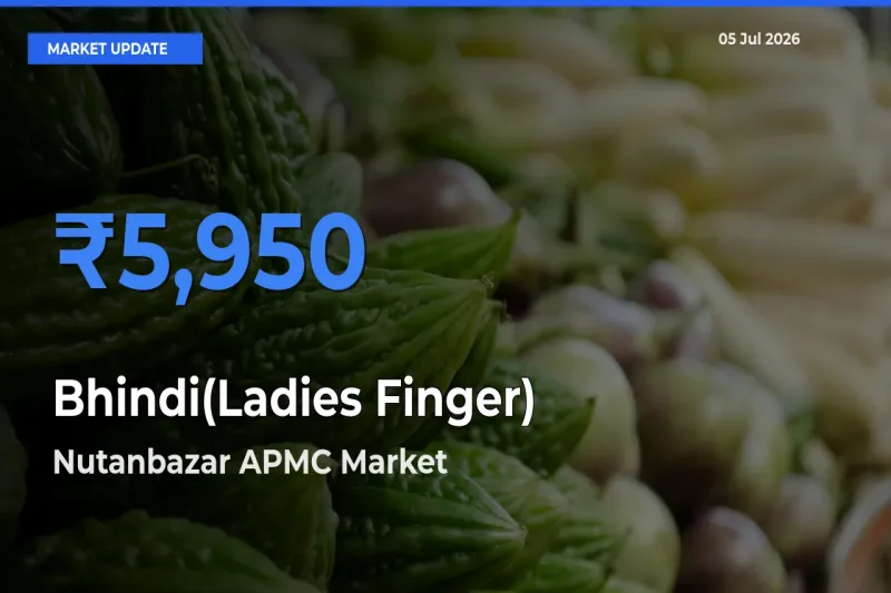 Top Performer! Nutanbazar APMC Offers Best Bhindi(Ladies Finger) Price Today