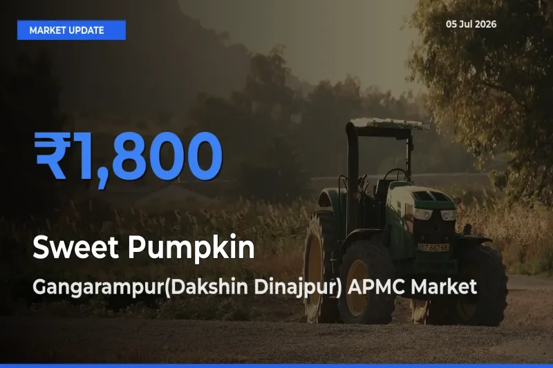 Gangarampur(Dakshin Dinajpur) APMC Emerges as Top Mandi for Sweet Pumpkin Prices Today