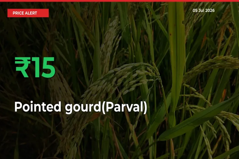 Pointed gourd(Parval) Rises 15.01% at Mandis