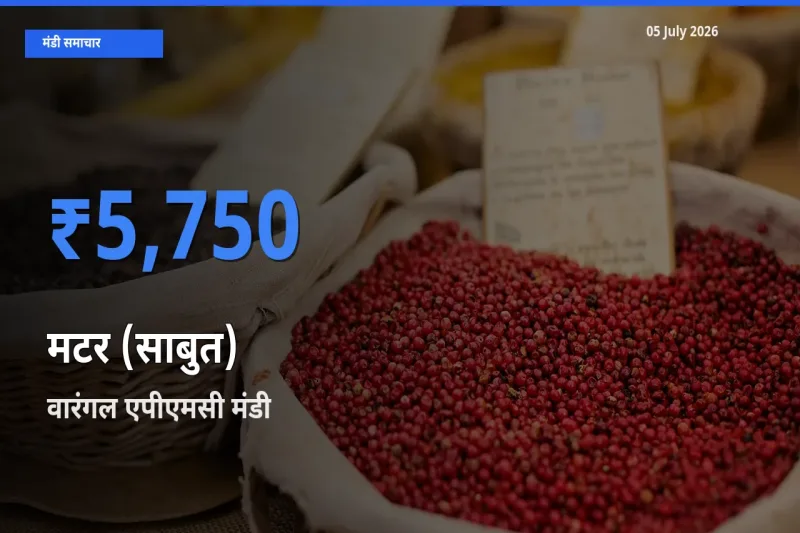 वारंगल एपीएमसी मंडी में मटर (साबुत) ₹5,750 पर पहुँचा – आज का सर्वोच्च भाव