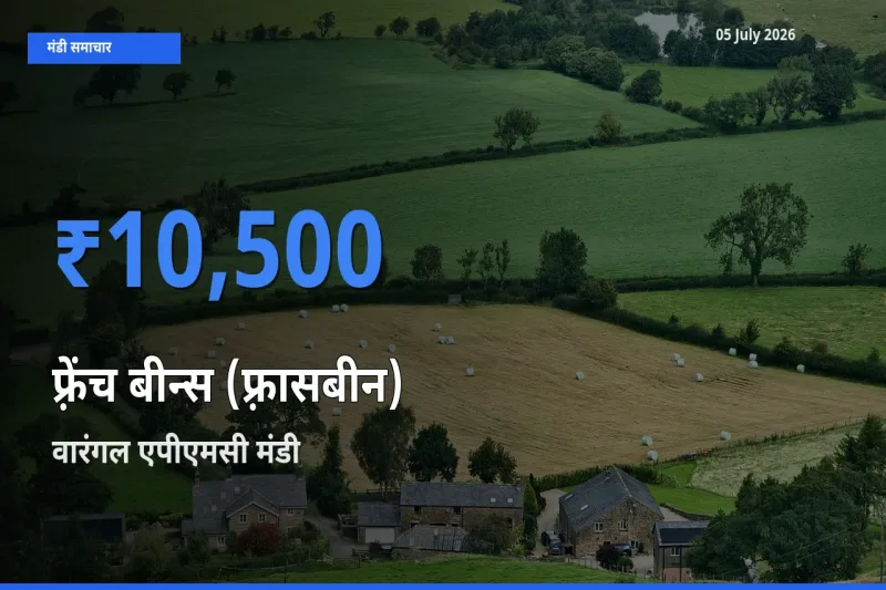 आज का मंडी भाव: फ़्रेंच बीन्स (फ़्रासबीन) के सबसे ज़्यादा दाम वारंगल एपीएमसी में