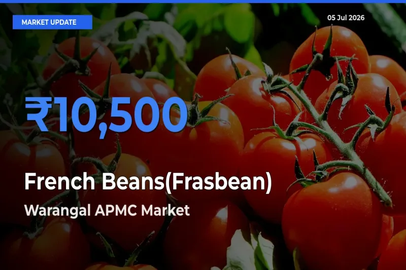 Warangal APMC Leads as Top Mandi for French Beans(Frasbean) Prices
