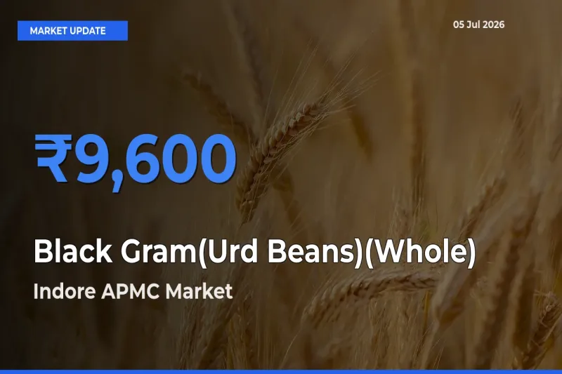 Indore APMC Offers ₹9,600 – Highest Black Gram(Urd Beans)(Whole) Rate Today