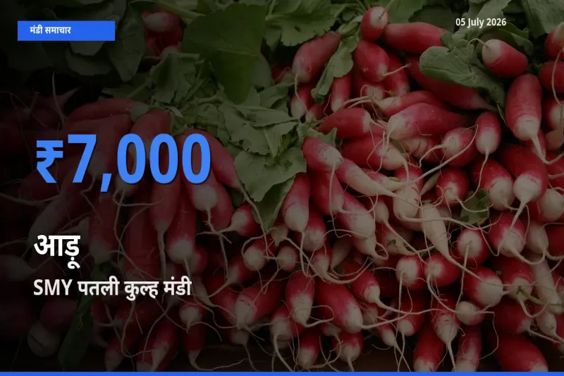 05 July अपडेट: आड़ू के सबसे ऊँचे दाम SMY पतली कुल्ह मंडी में