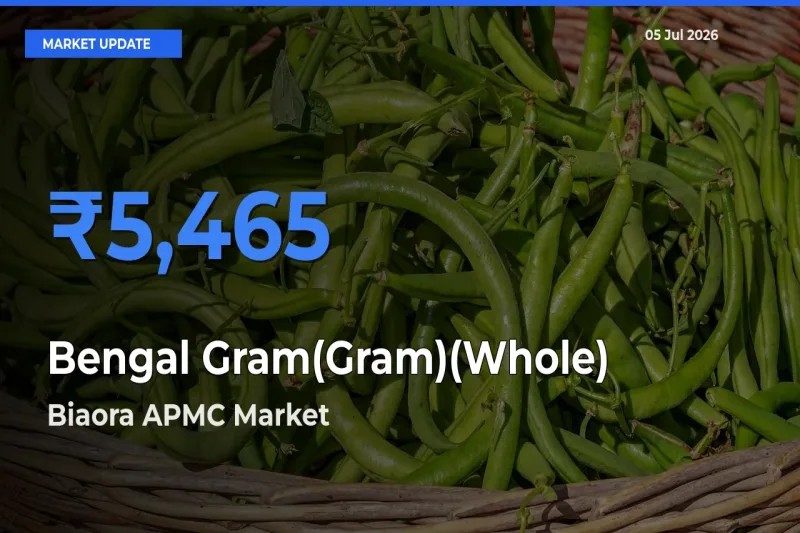 Biaora APMC Leads as Top Mandi for Bengal Gram(Gram)(Whole) Prices