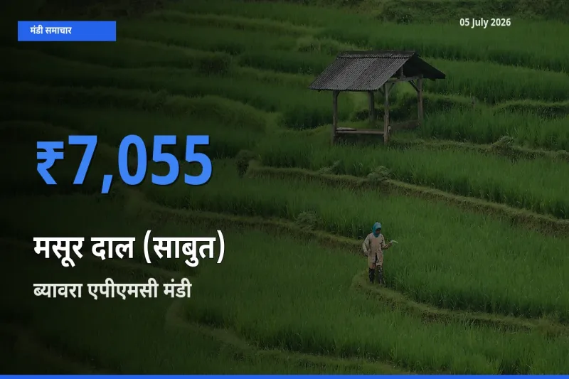 ब्यावरा एपीएमसी में मसूर दाल (साबुत) का आज सबसे ऊँचा भाव