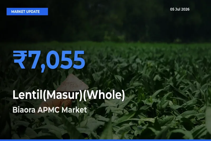 Biaora APMC Tops Lentil(Masur)(Whole) Rates – July 05 Market Update