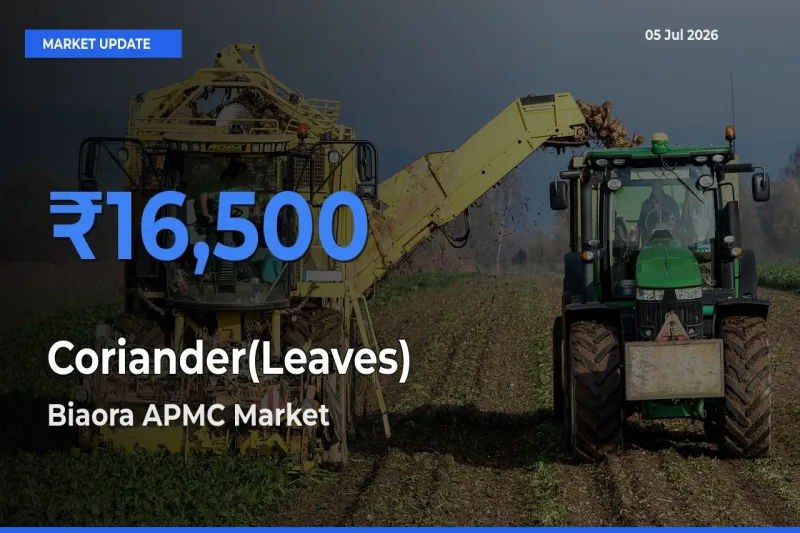 Farmers Prefer Biaora APMC as Coriander(Leaves) Hits Highest Rate