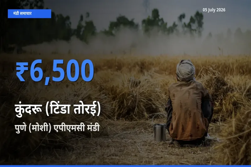पुणे (मोशी) एपीएमसी मंडी में कुंदरू (टिंडा तोरई) ₹6,500 पर पहुँचा – आज का सर्वोच्च भाव