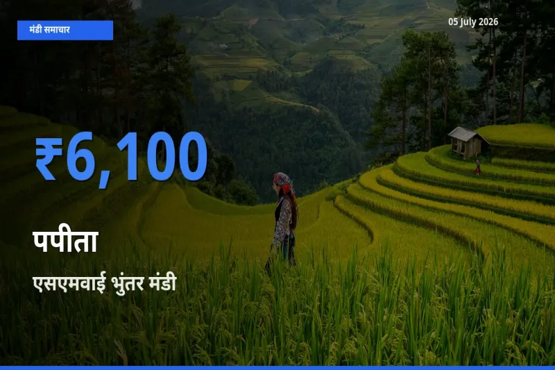 आज पपीता के सबसे ज़्यादा दाम एसएमवाई भुंतर मंडी में दर्ज