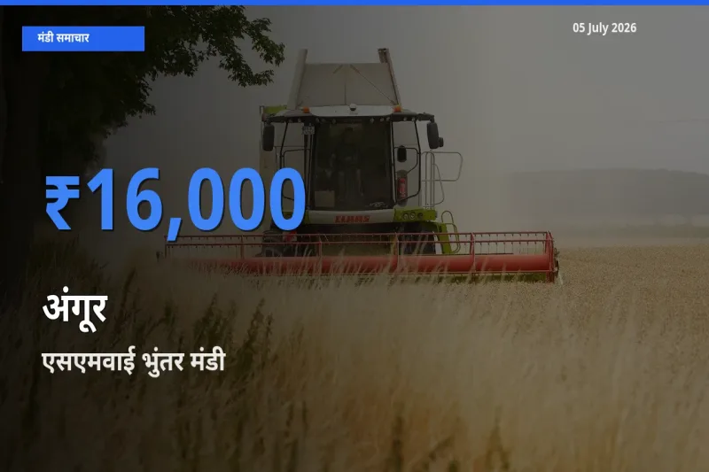 आज अंगूर के सबसे ज़्यादा दाम एसएमवाई भुंतर मंडी में दर्ज