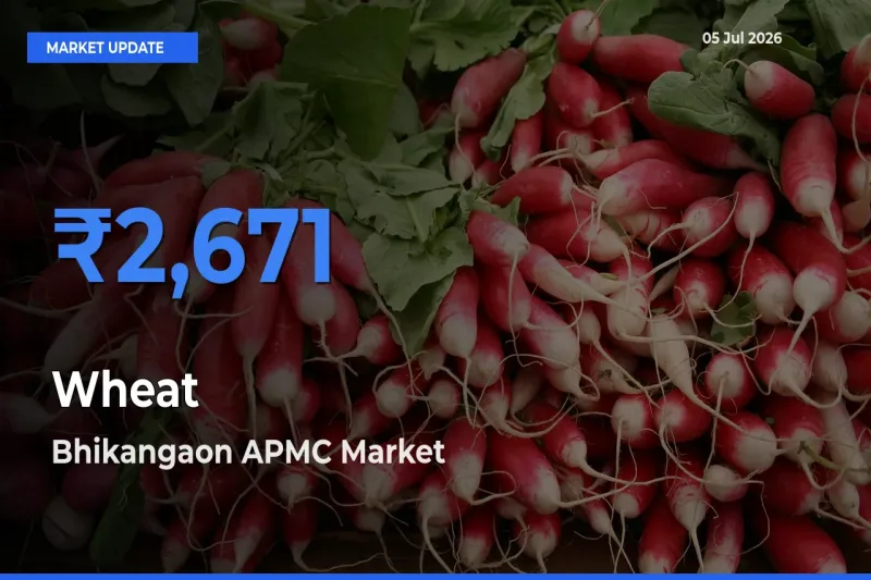 Farmers Prefer Bhikangaon APMC as Wheat Hits Highest Rate