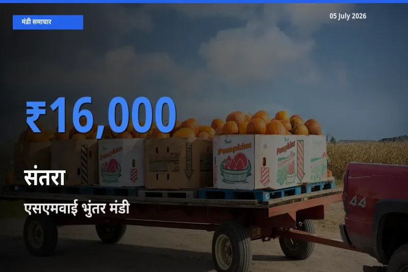 आज संतरा के सबसे ऊँचे दाम ₹16,000 एसएमवाई भुंतर मंडी में