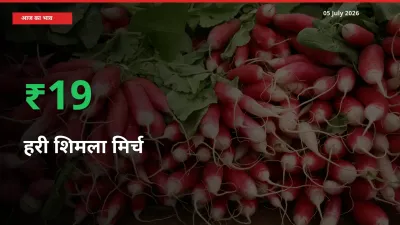 बाज़ार संकेत: हरी शिमला मिर्च के भाव मंडी में 18.6% ऊपर
