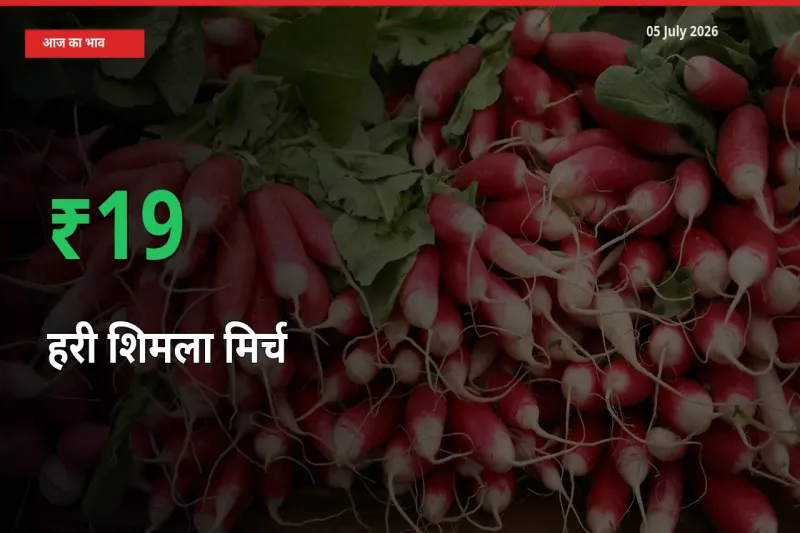 बाज़ार संकेत: हरी शिमला मिर्च के भाव मंडी में 18.6% ऊपर