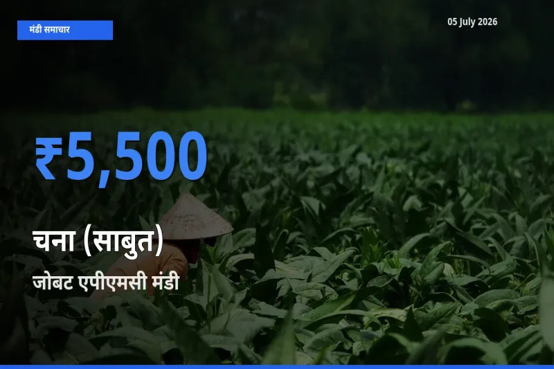 टॉप मंडी बना जोबट एपीएमसी! चना (साबुत) के सबसे ऊँचे दाम यहीं दर्ज