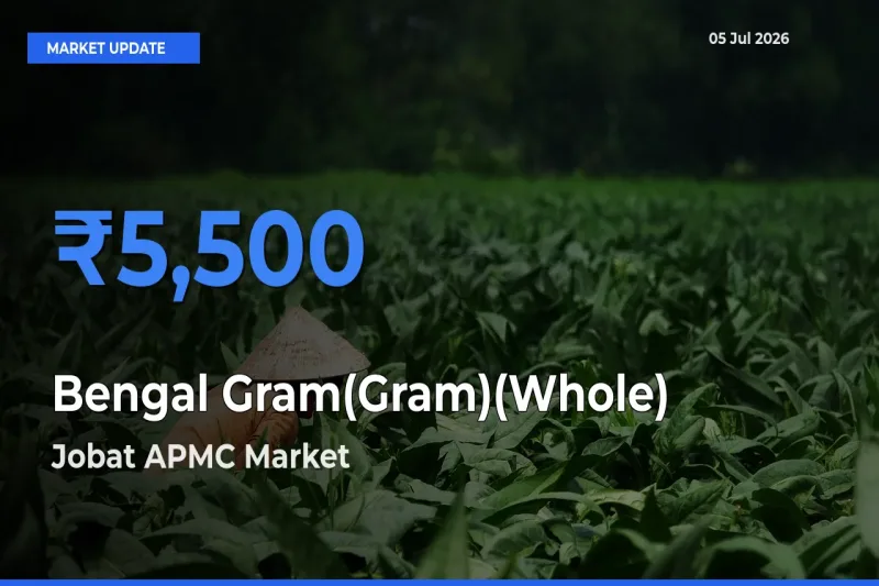 Jobat APMC Records Highest ₹5,500 Rate for Bengal Gram(Gram)(Whole)