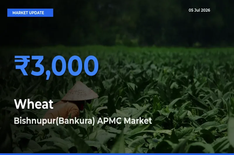 Top Performer! Bishnupur(Bankura) APMC Offers Best Wheat Price Today