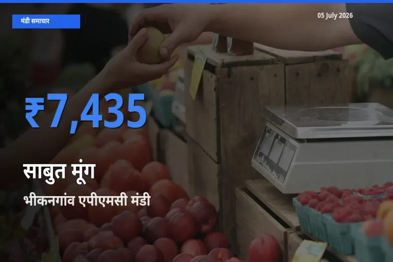 05 July अपडेट: साबुत मूंग के सबसे ऊँचे दाम भीकनगांव एपीएमसी मंडी में