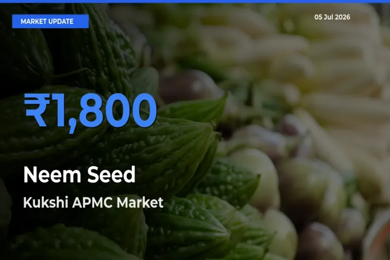 Top Performer! Kukshi APMC Offers Best Neem Seed Price Today