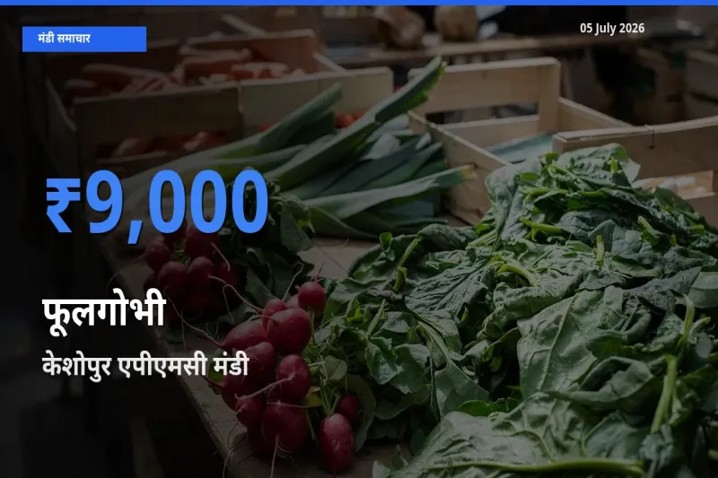 केशोपुर एपीएमसी मंडी में फूलगोभी ₹9,000 पर पहुँचा – आज का सर्वोच्च भाव