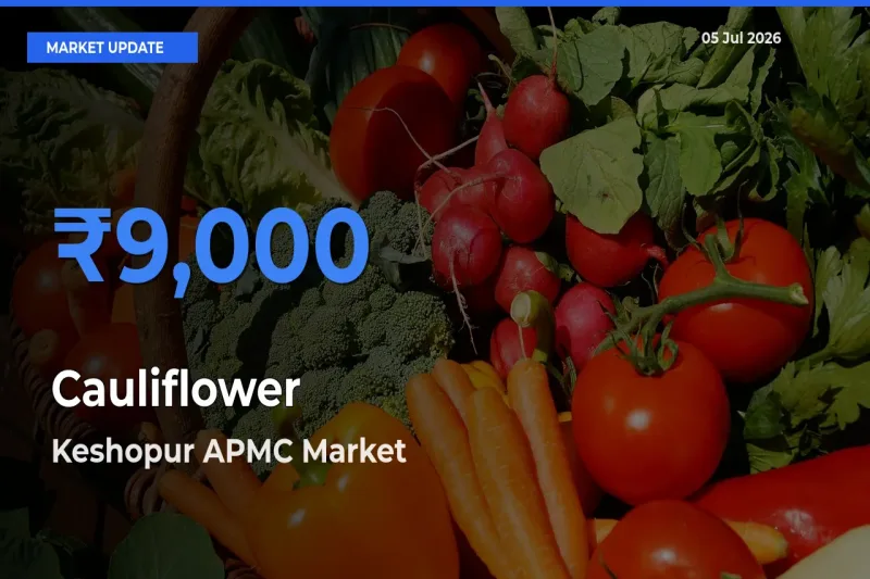 Keshopur APMC Emerges as Top Mandi for Cauliflower Prices Today