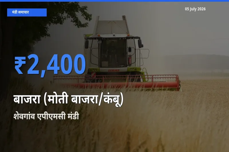 आज बाजरा (मोती बाजरा/कंबू) के सबसे ज़्यादा दाम शेवगांव एपीएमसी मंडी में दर्ज