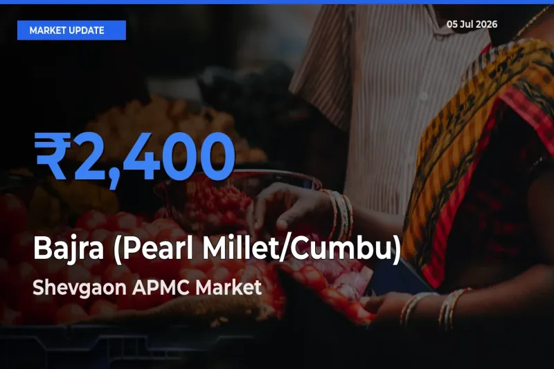 Shevgaon APMC Records Highest ₹2,400 Rate for Bajra (Pearl Millet/Cumbu)