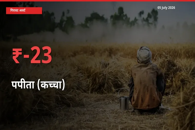 अचानक झटका! मंडी में पपीता (कच्चा) के दाम 23.16% टूटे