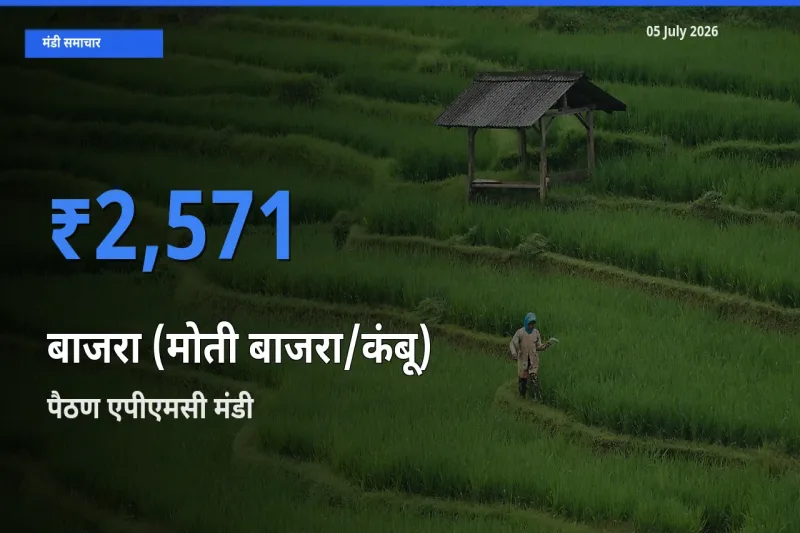 पैठण एपीएमसी मंडी में आज बाजरा (मोती बाजरा/कंबू) के सबसे ऊँचे दाम दर्ज