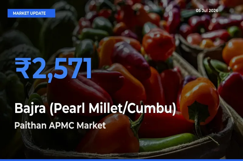 Market Watch: Paithan APMC Becomes Top Mandi for Bajra (Pearl Millet/Cumbu)