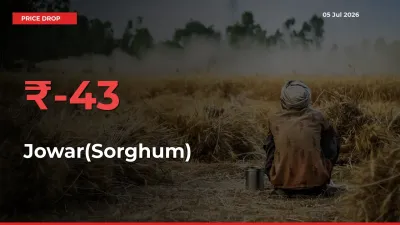 Jowar(Sorghum) Prices Drop 42.92% in 24 Hours at Major Mandis