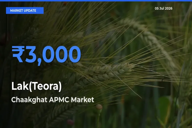 Top Performer! Chaakghat APMC Offers Best Lak(Teora) Price Today
