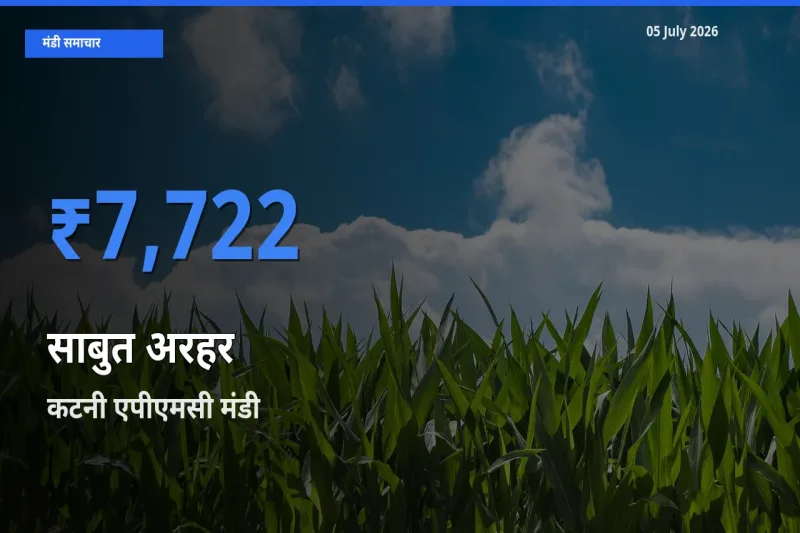 बाज़ार संकेत: कटनी एपीएमसी बना साबुत अरहर के लिए आज की टॉप मंडी