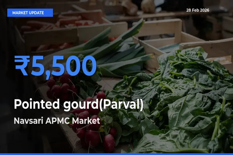 Navsari APMC Emerges as Top Mandi for Pointed gourd(Parval) Prices Today